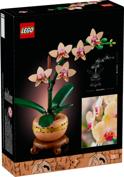 10343 Mini-orchidea - immagine 5