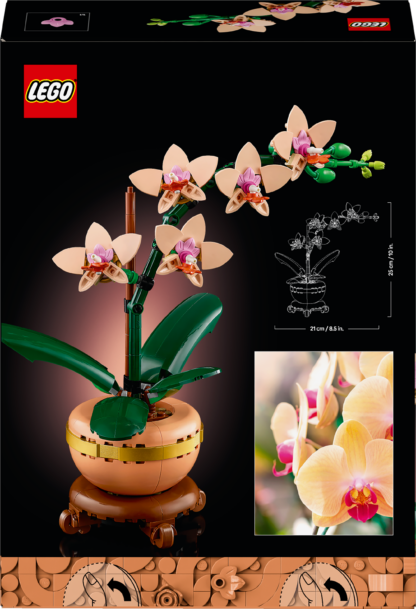 10343 Mini-orchidea